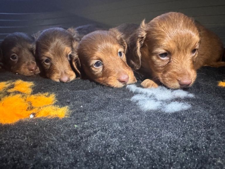 Longhair dachshund puppies