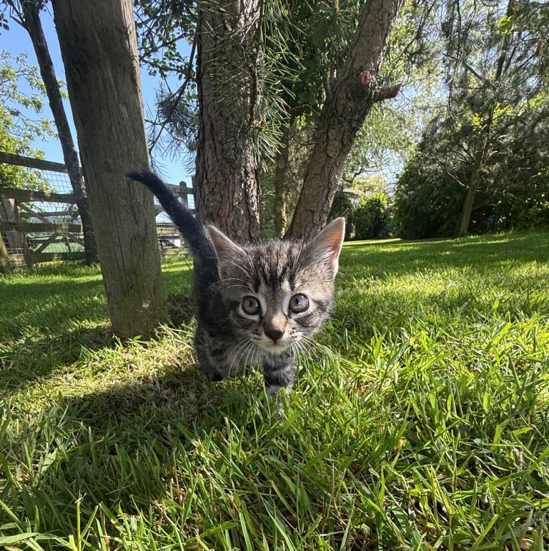 1 Female Tabby Kitten Ready now