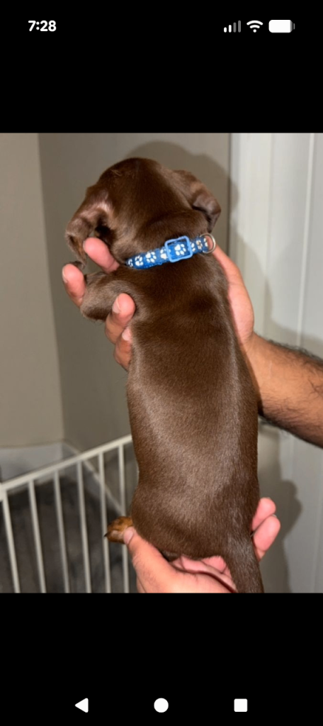 9 weeks old minature daschund