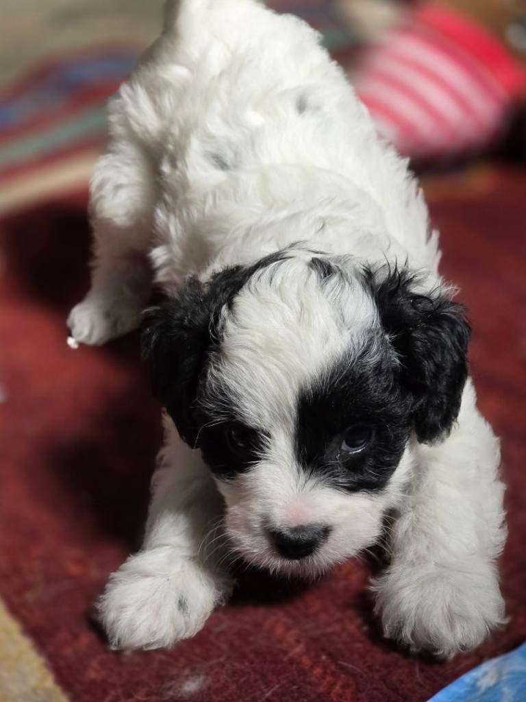 Adorable black and white puppy