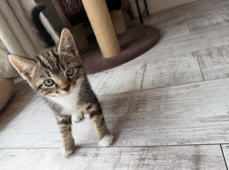 3 Very Cuddly & Playful Male Kittens