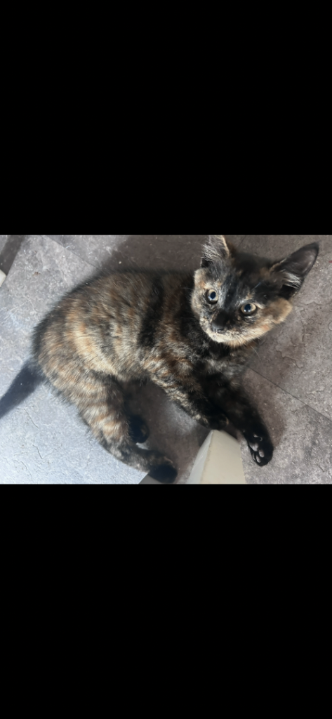 Beautiful tortoiseshell kitten 