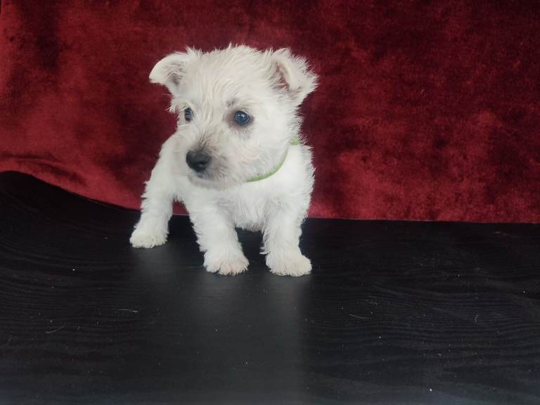 West Highland White Terrier Puppies – Purebred, IKC Registered Parents