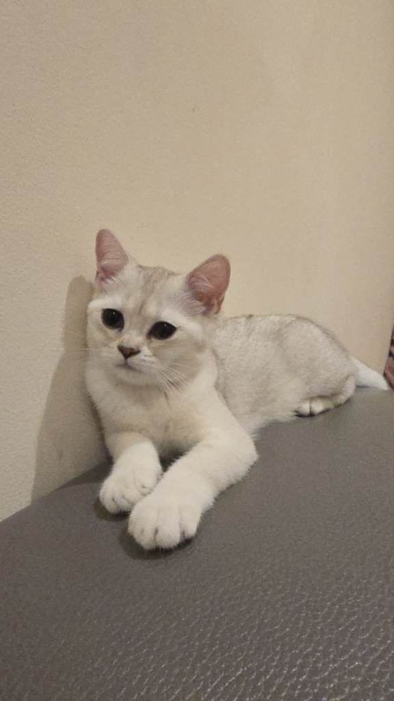 Beautiful BSH Chinchilla Kitten ready for new home