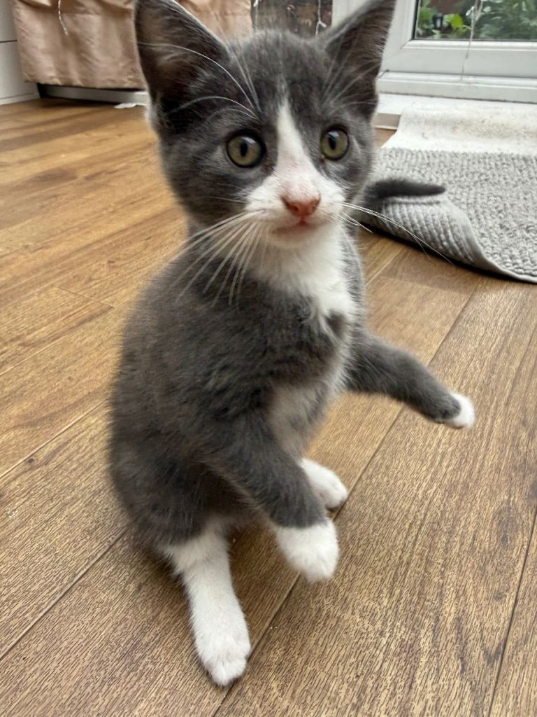 😍🤩🥰Grey SWEET Kittens 🐈‍⬛