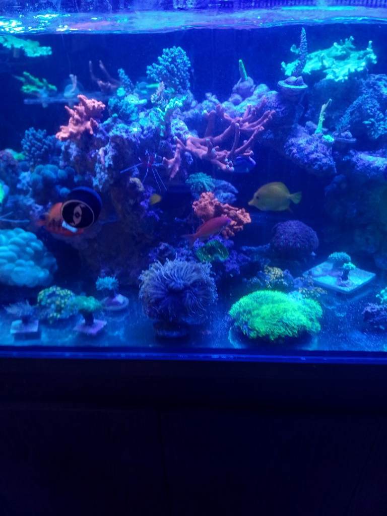 Marine Aquariums + Contents