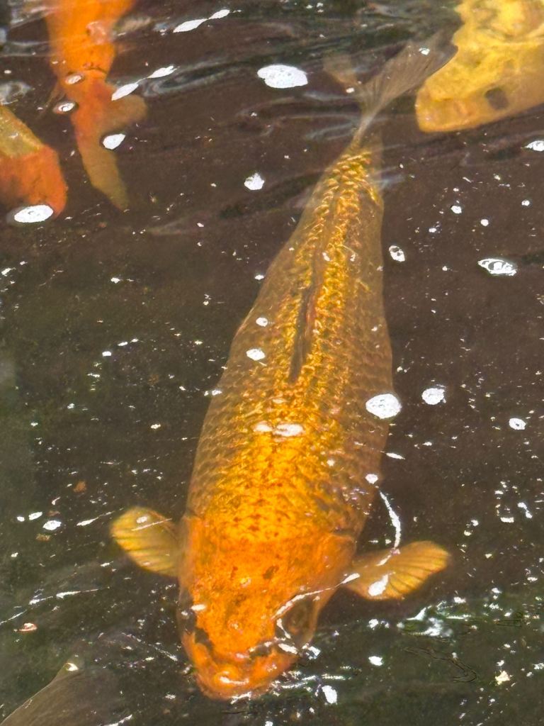 Koi fish 