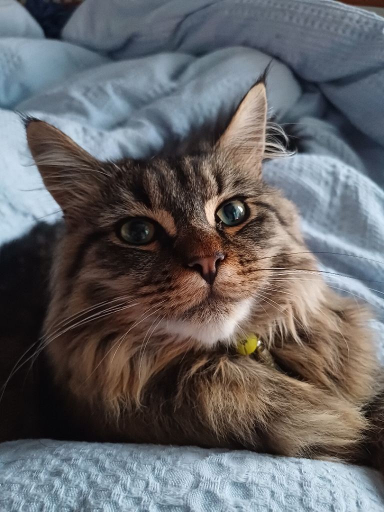 Maine coon cat for sale