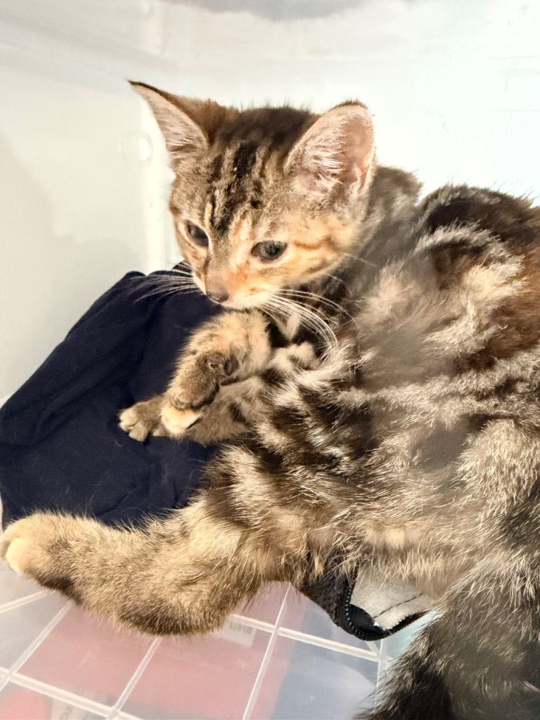Tabby kitten 