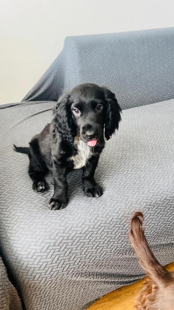 Sprocker puppies, one male remaining, ready now