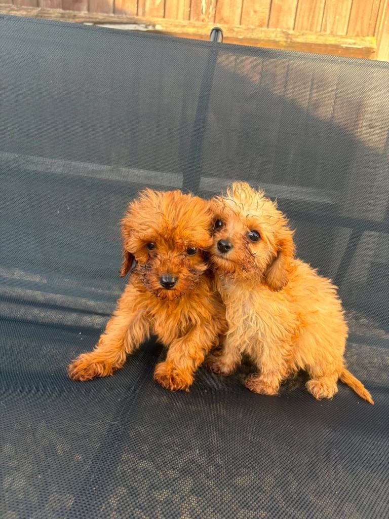 Cavapoo 