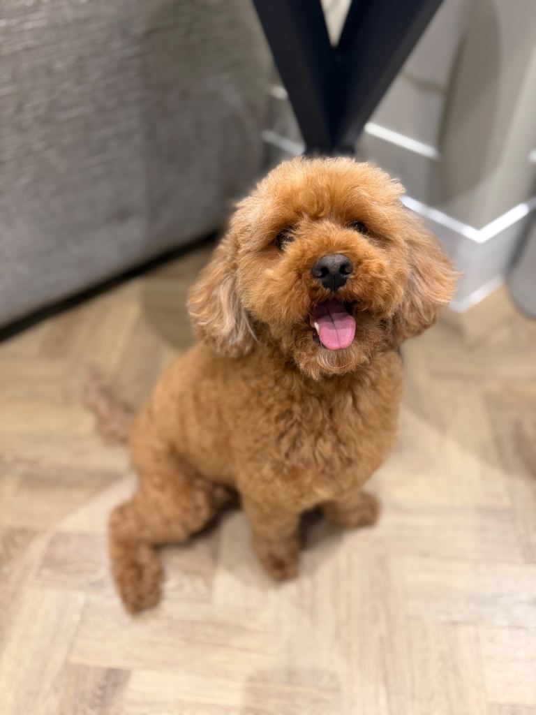 4 year old Cavapoo 