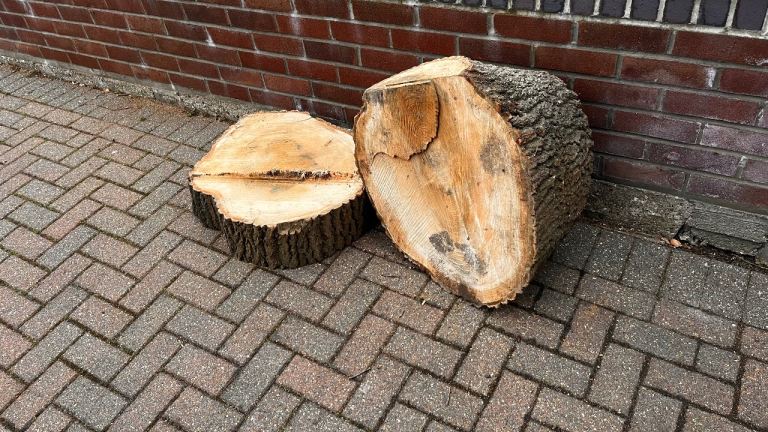 Two Free tree logs 