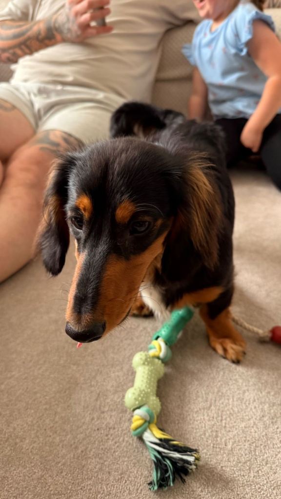 Long haired dachshund 