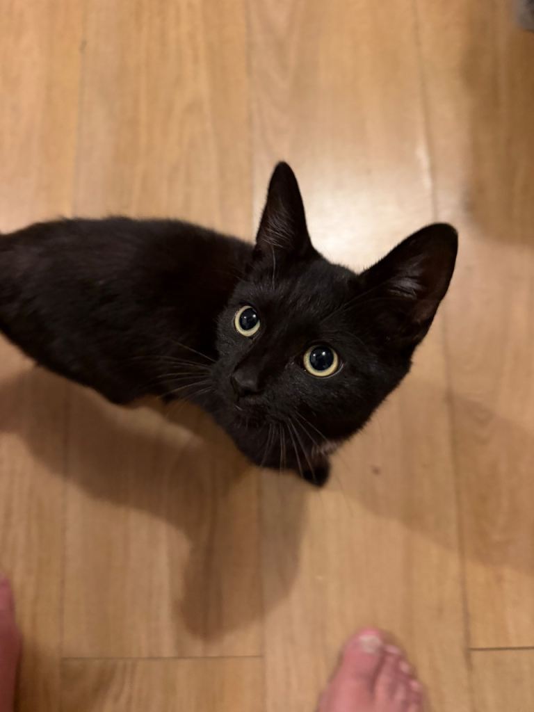 Kitten to a good home 