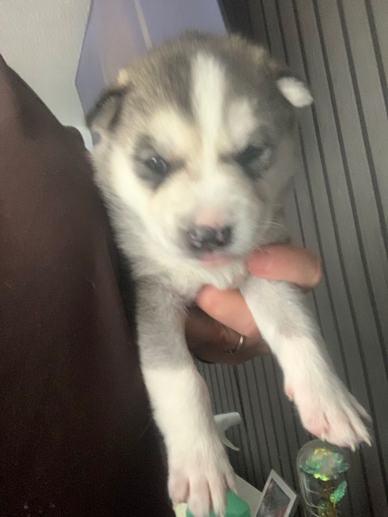 Cuddlie husky puppys