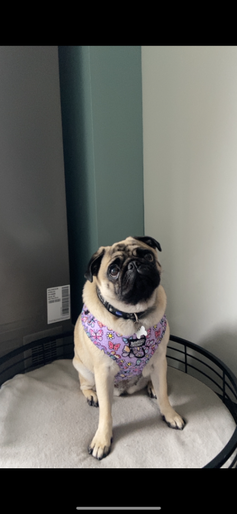 Lola Pug 