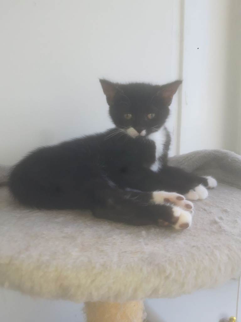 11 week old male kitten
