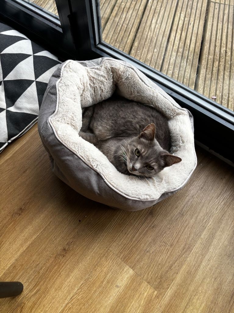 Lovely Grey Cat 
