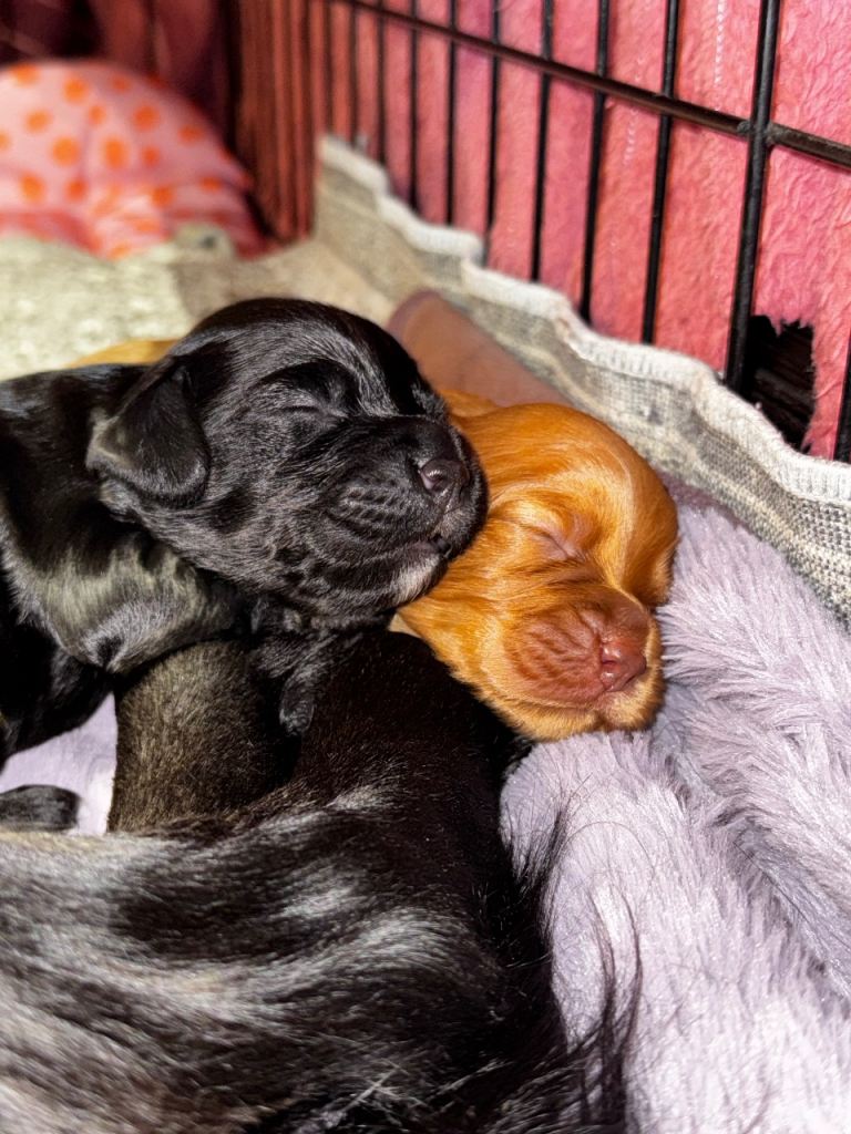 Cocker Spaniel Puppies looking for forever homes 