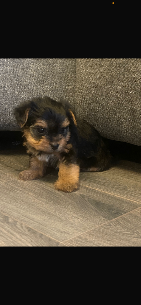 Yorkshire terrier (miniature)