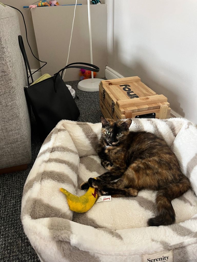 Giving cat away due to moving 