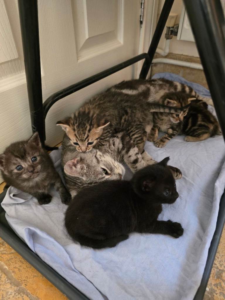 🐾 Loving Rescue Mum Cat & Beautiful Kittens Looking for Forever Homes 🏡❤️
