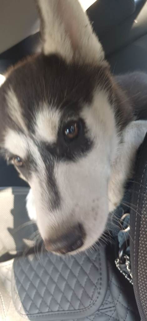 10week old female husky