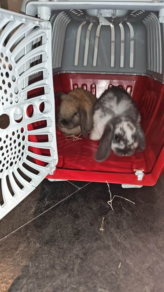 2 bunnies for sale 