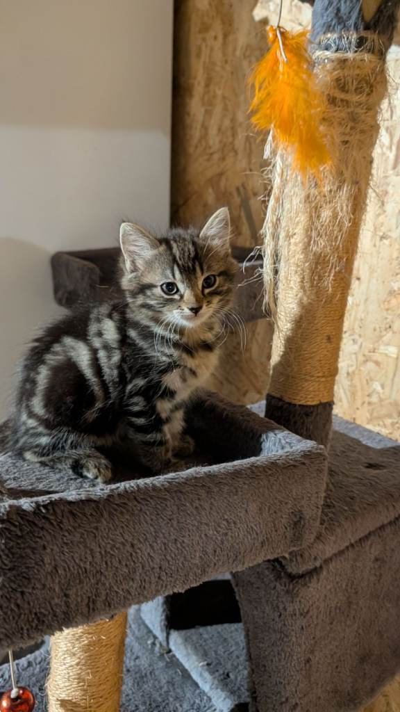Two female kittens