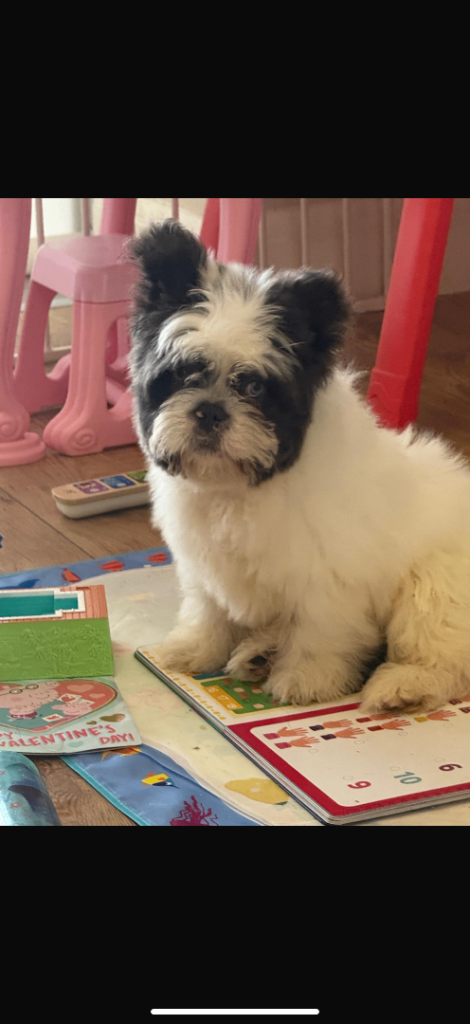 French bulldog floodle boy 
