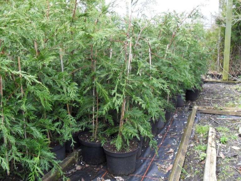 Leylandii 3 ft   hedging plants in green. Good Quality. Ready now to plant --free delivery  