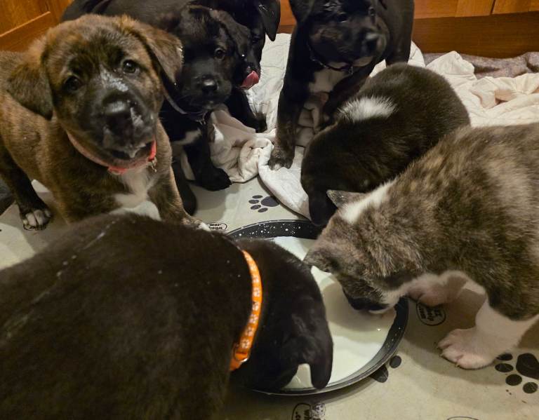 Ten Gorgeous Labrakita (American Akita x Lab) Puppies