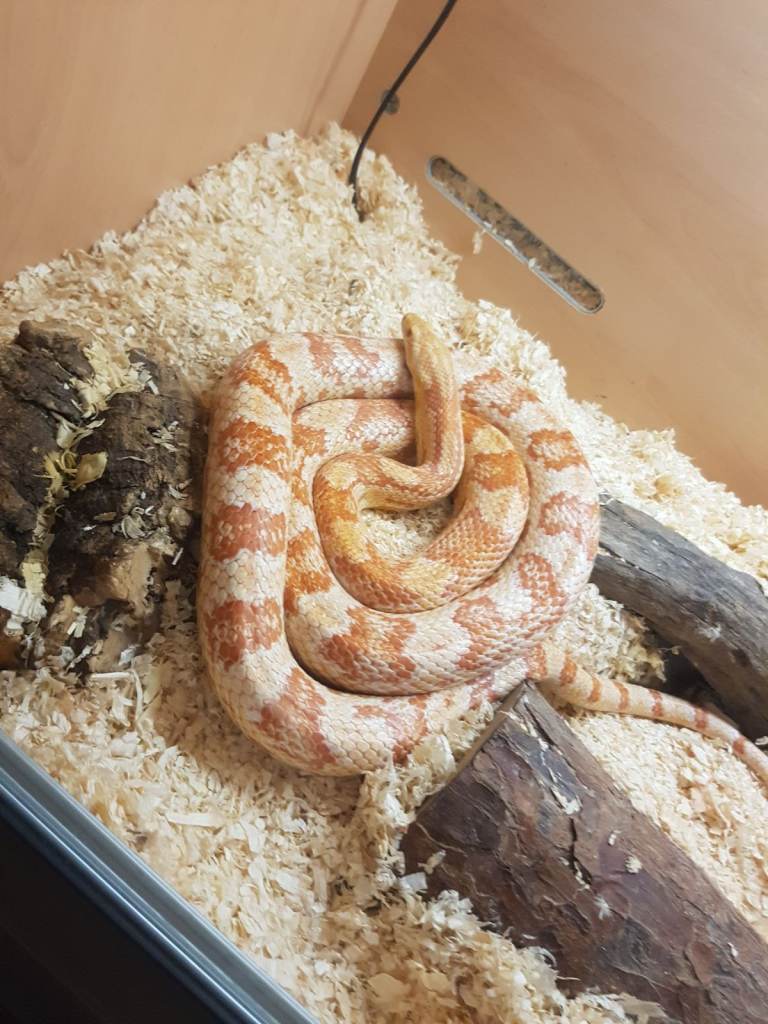 Corn snake + vivarium