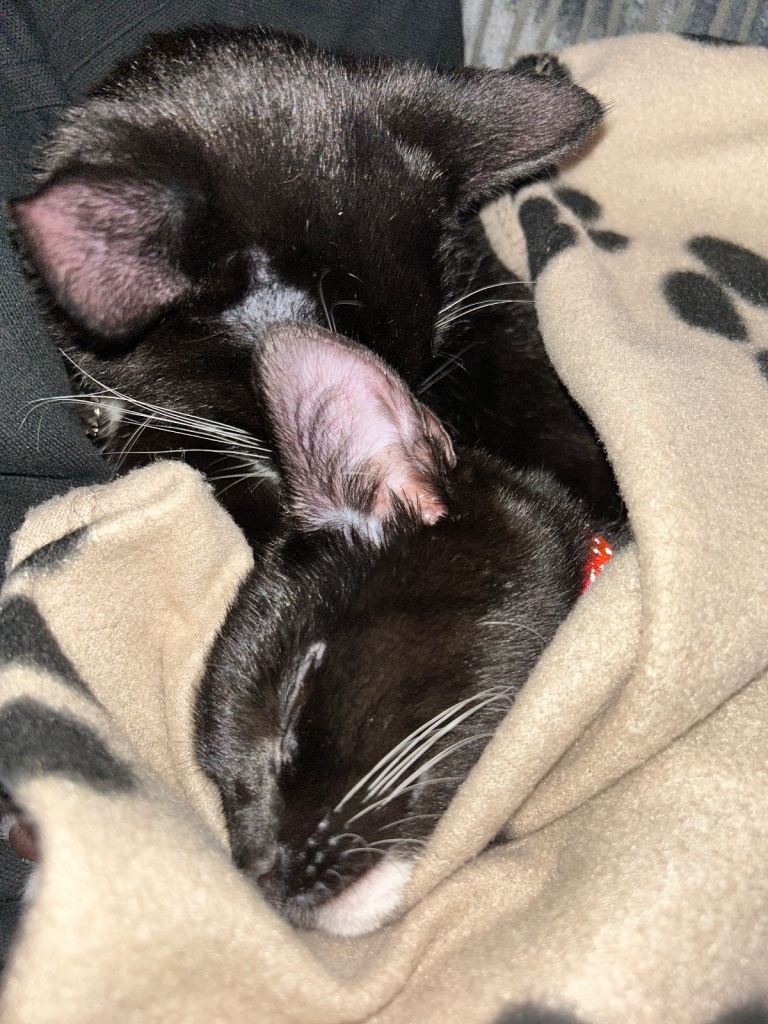 2 kittens brother and sister