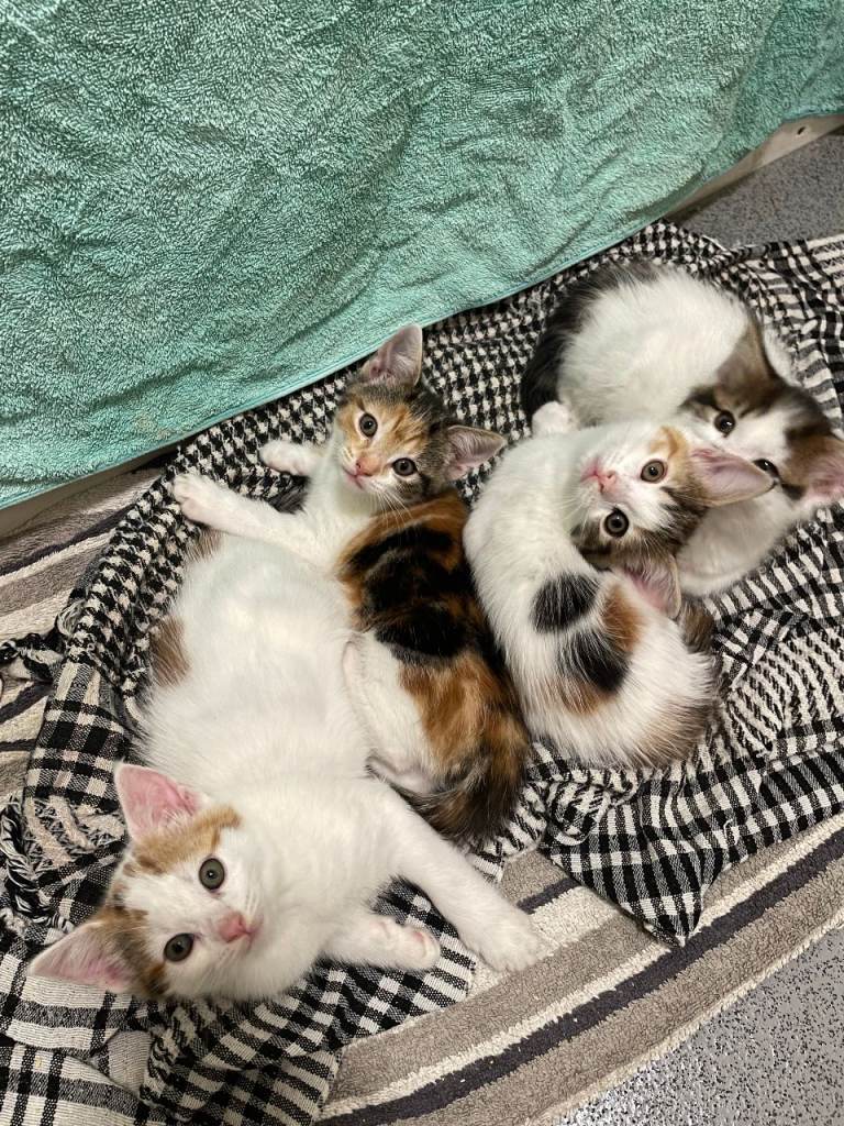 Kittens For Sale 