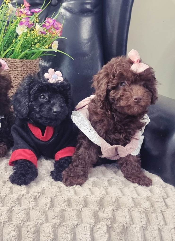 Beautiful Miniture poodle puppies 