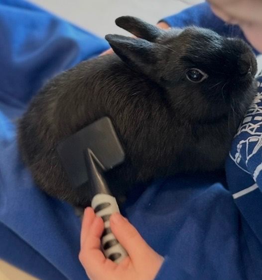 Netherland Dwarf Rabbits x 2 Males