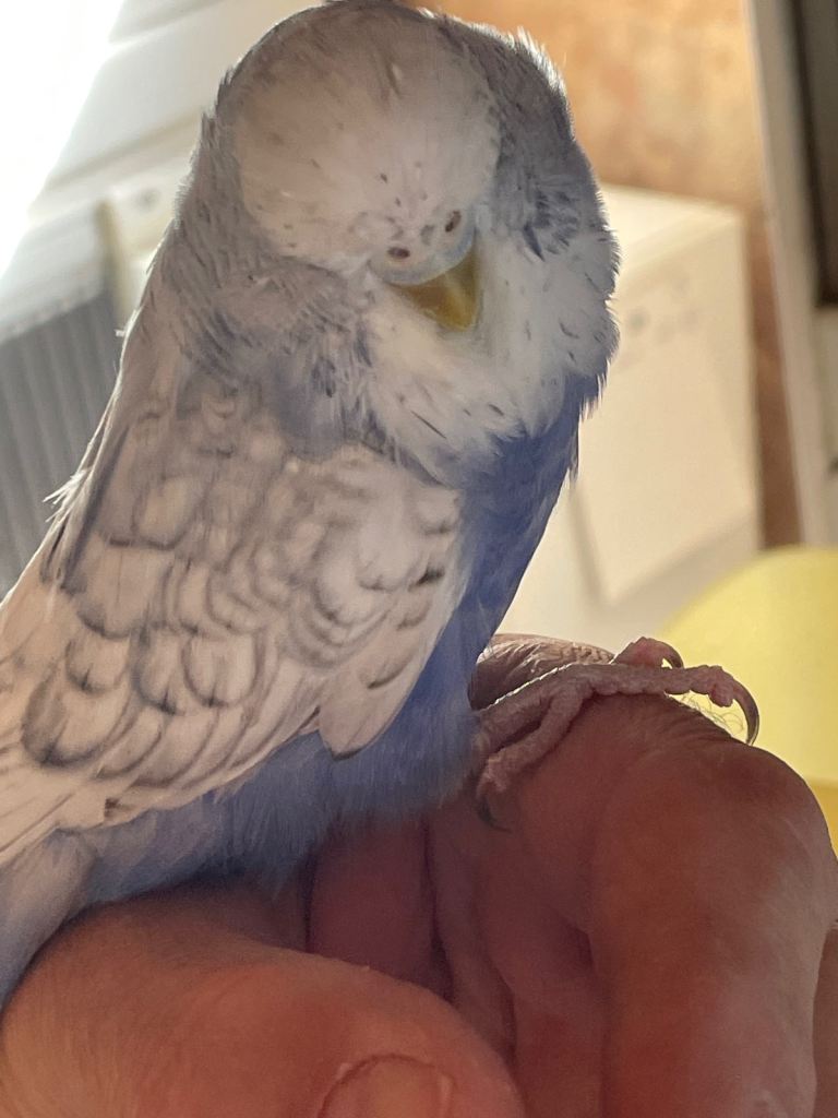 Stunning baby budgies straight from their parents