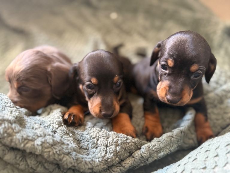 Dachshund puppies