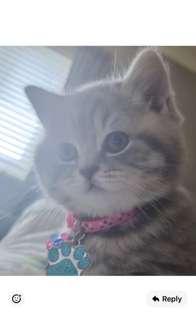 Beautiful pure bred British Shorthair kitten