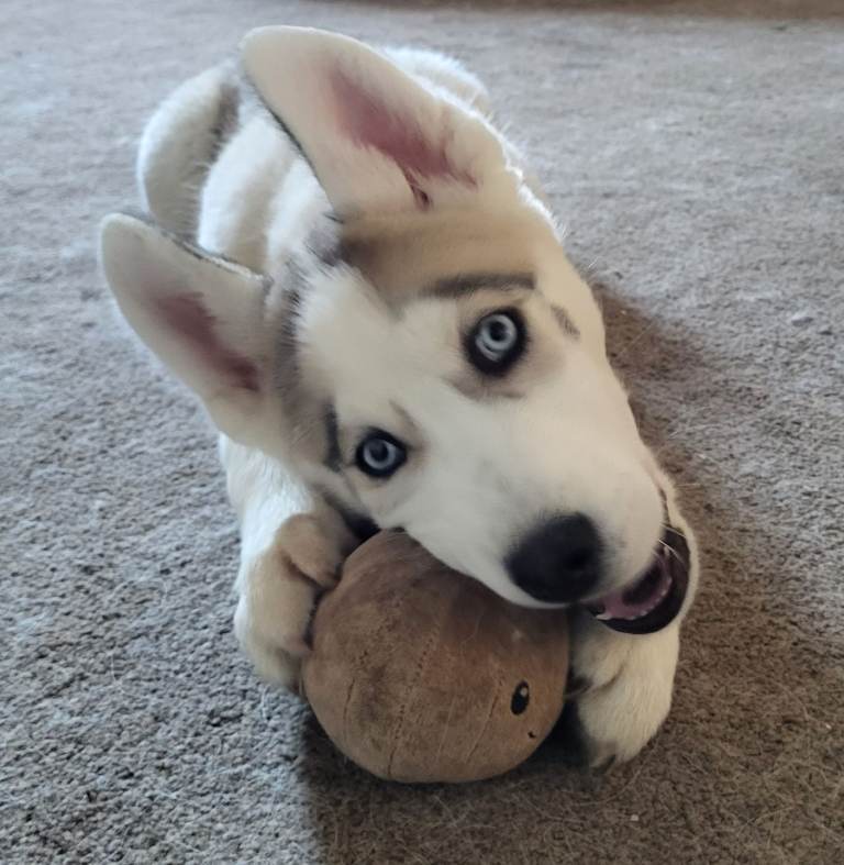 Siberian Husky boy