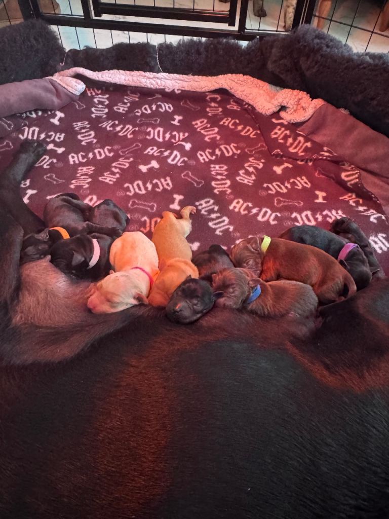 8 stunning Labrador puppies for sale