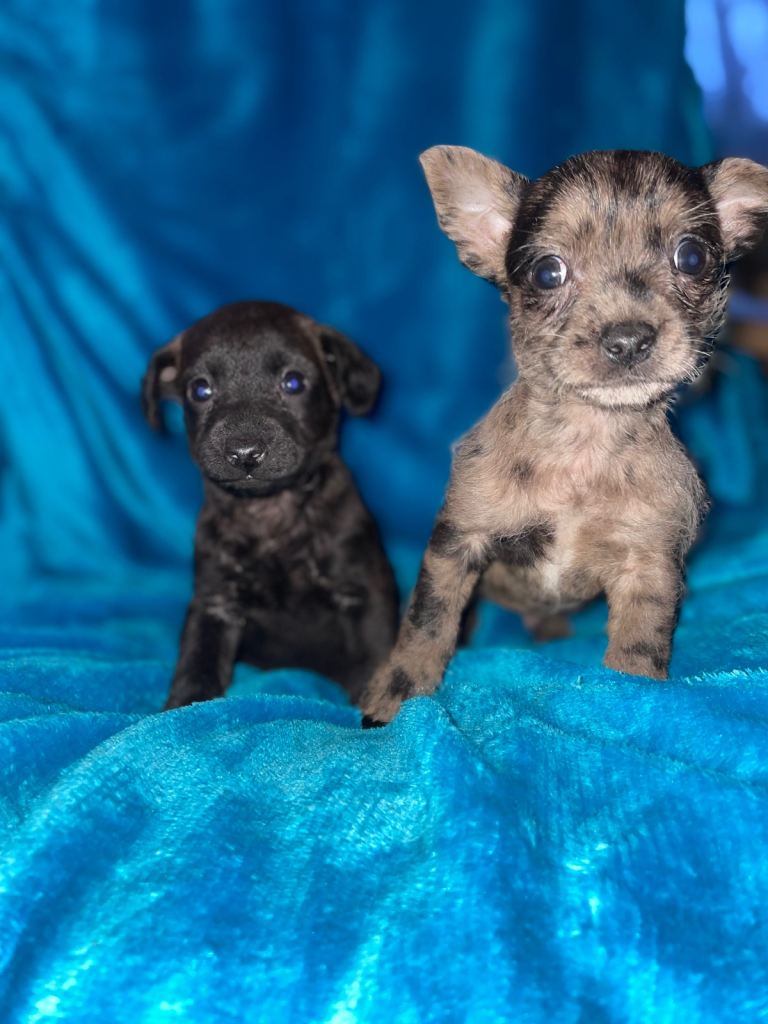 2 boy chihuahua cross terrier puppies 