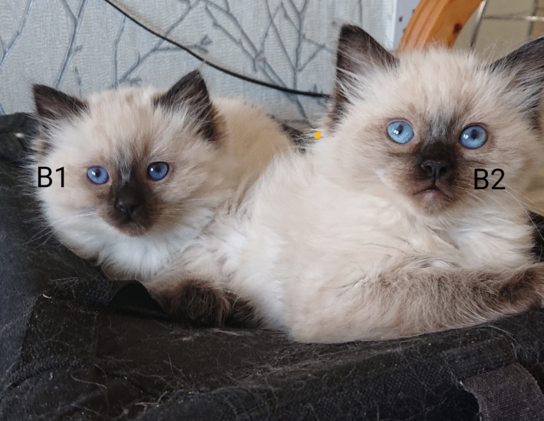  RAGDOLL BOYS 550£ Kittens😺😽😻