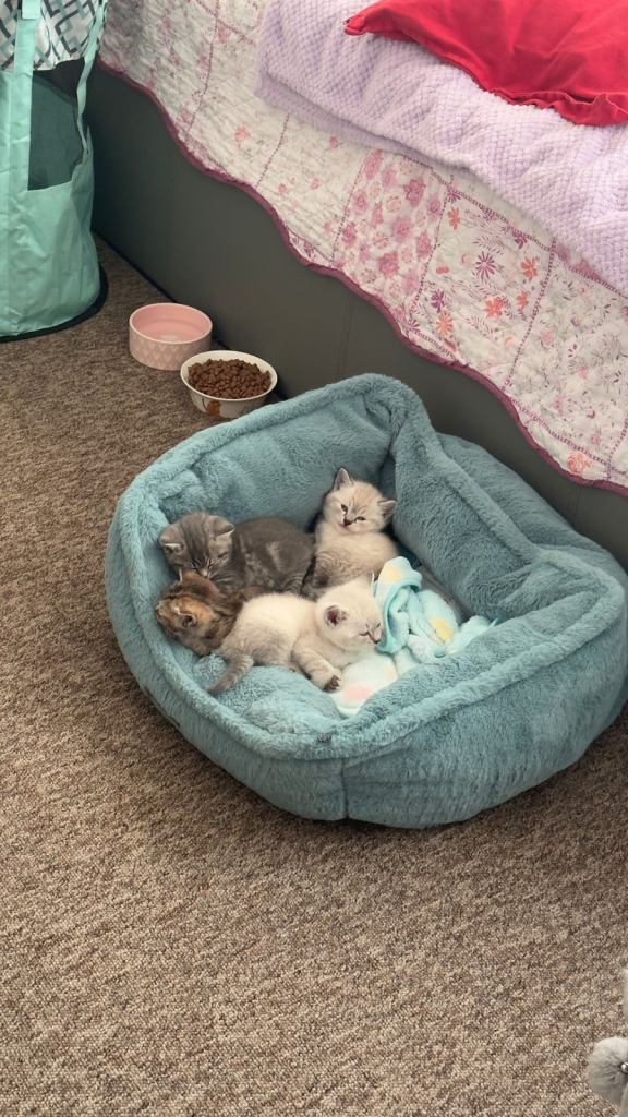 4 kitten looking for new home 