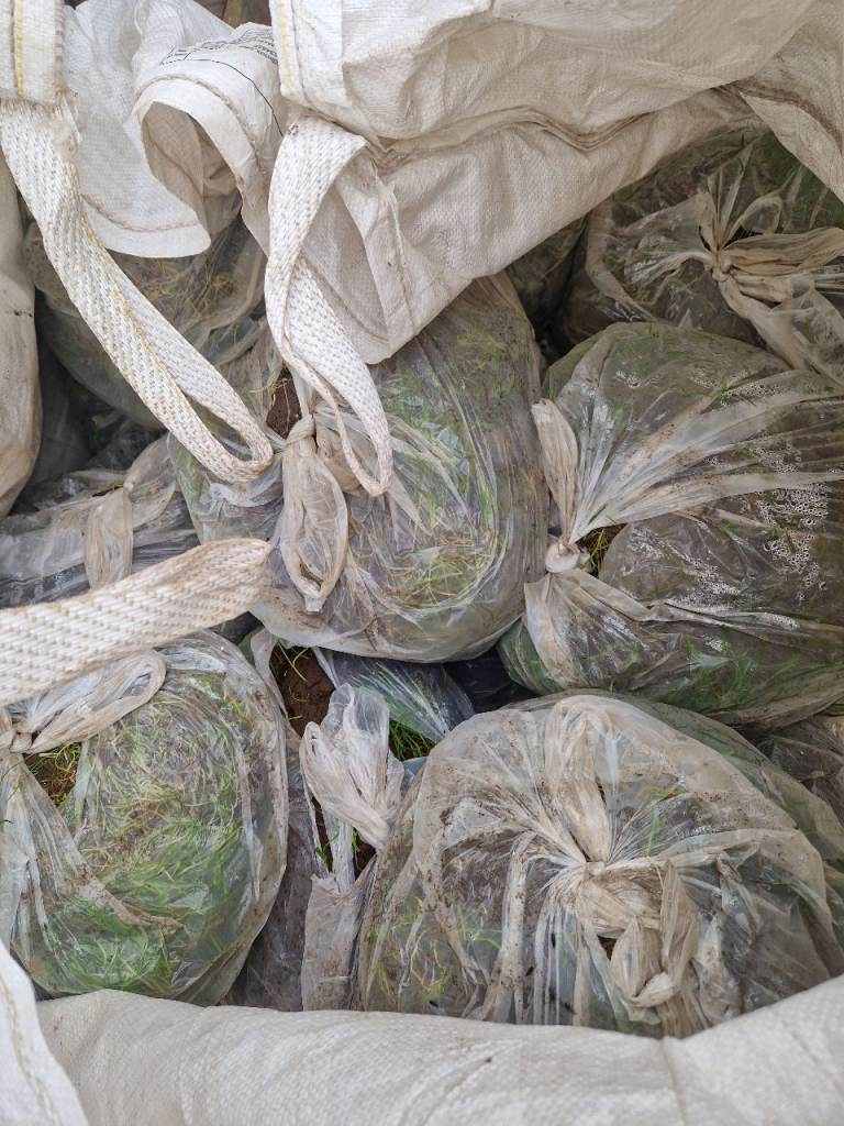 Bagged old grass and soil