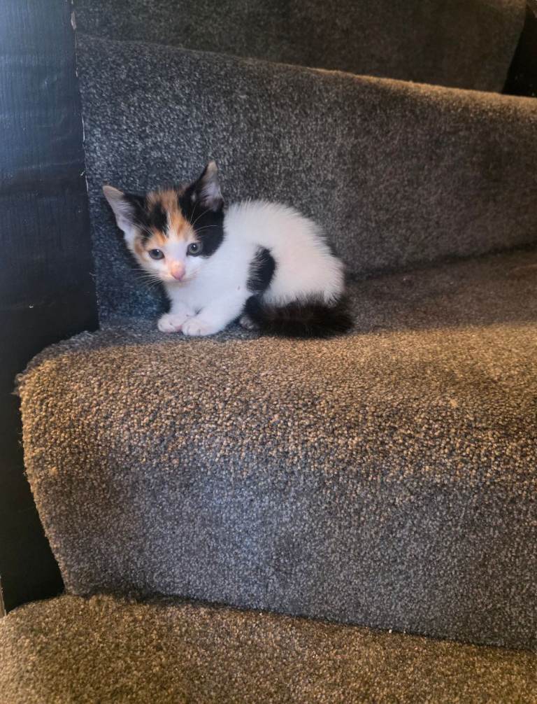 Kittens for sale