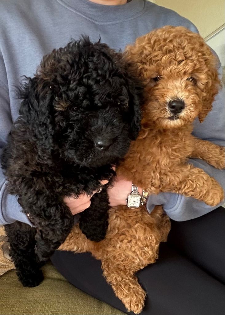 Miniature purebred poodles