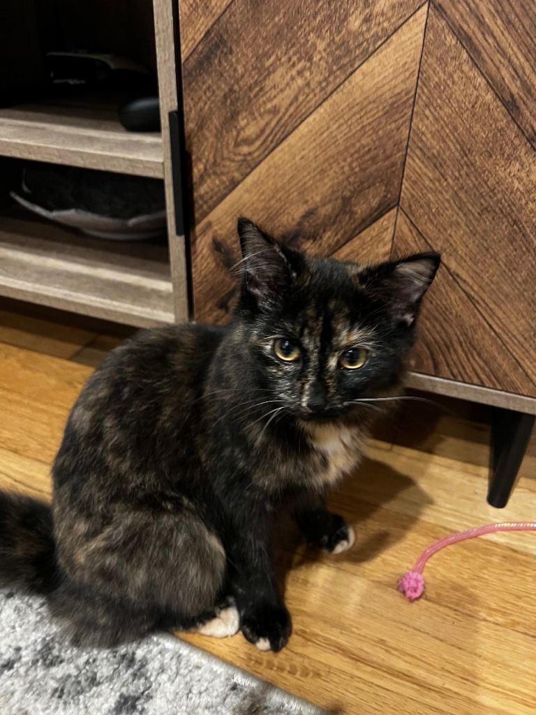 Free Tortoise shell cat 